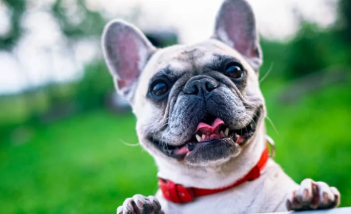 Il Covid fa decollare il mercato del pet